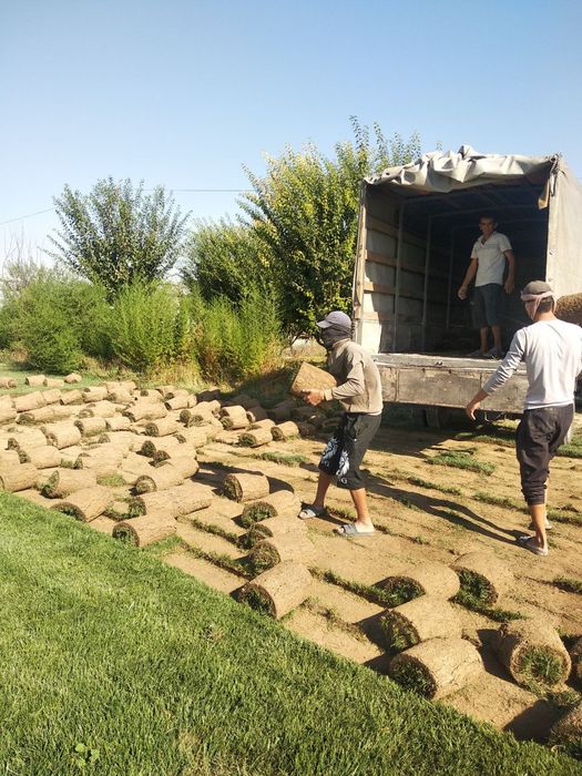 Gazon ,chim ,газон,чим