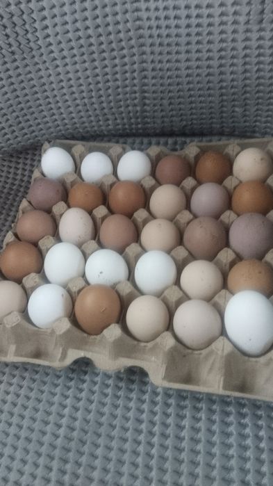 Продаются яйцо домашный