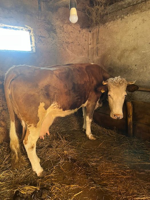 Vaca de vânzare de lapte