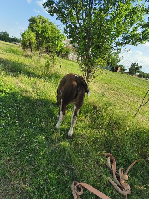 Junica și o vitea holstein