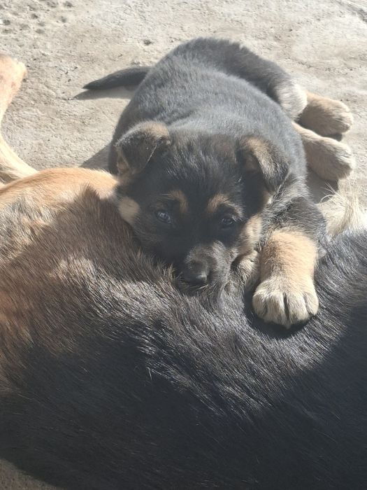 Ченки  Немецкого овчарки!