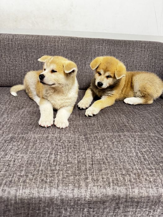 Щенки, кобель, порода акита ину, 2 месяца, 300$