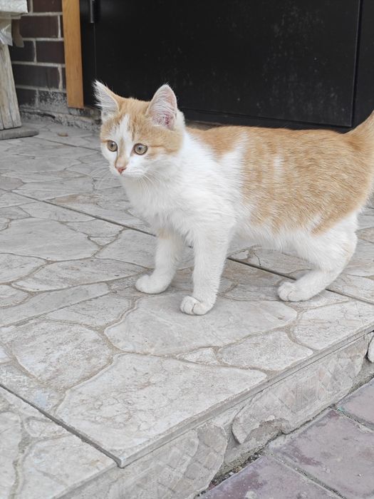 Отдам котенка (девочка) в хорошие руки