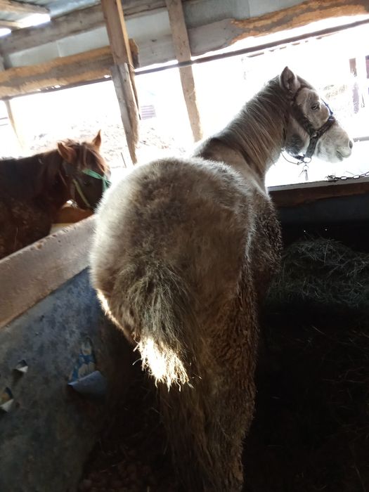 Продаю кунана  жырный