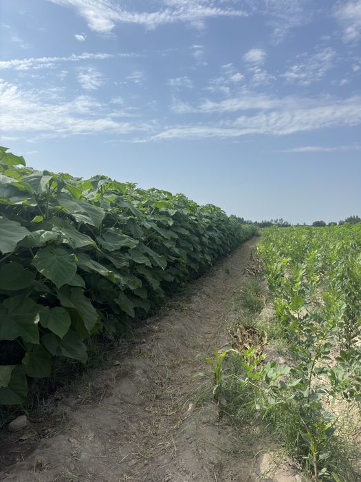 Павловния бор Pavloniya bor