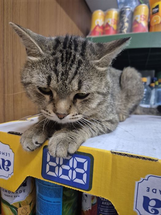 Отдам котика бесплатно