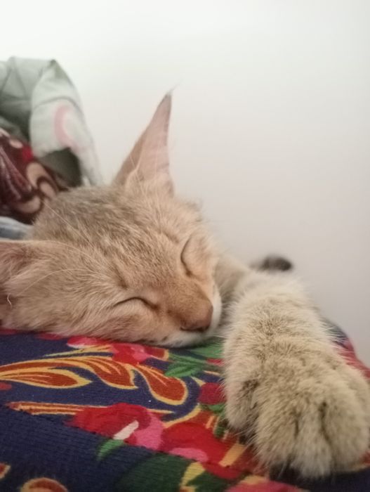 Продаю кошку умную