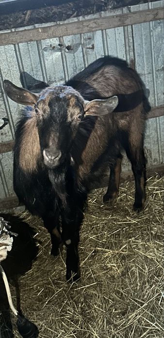 Se oferă spre vânzare țap din rasa Alpină Franceză.