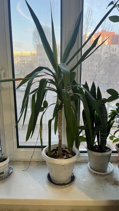 Продам комнатных цветов