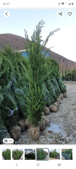 Piatră transport manoperă, Plante, lemn câinesc gard viu, brăduți pentru evenimentele