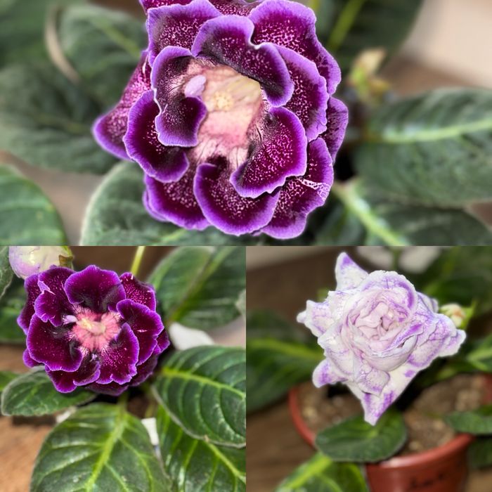 Глоксиния взрослое сортовые Тень луны, Арабская ночь, Эльбрус