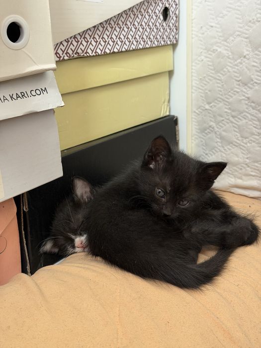 Котята маленькие