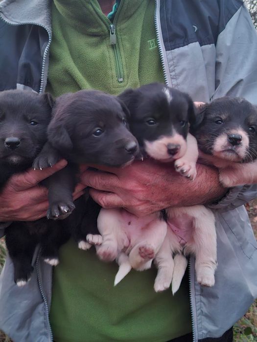 Donez pui caine metis