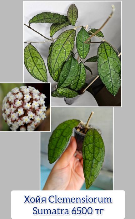 Хойя комнатные цветы