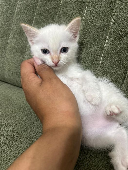 Котята в хорошие руки