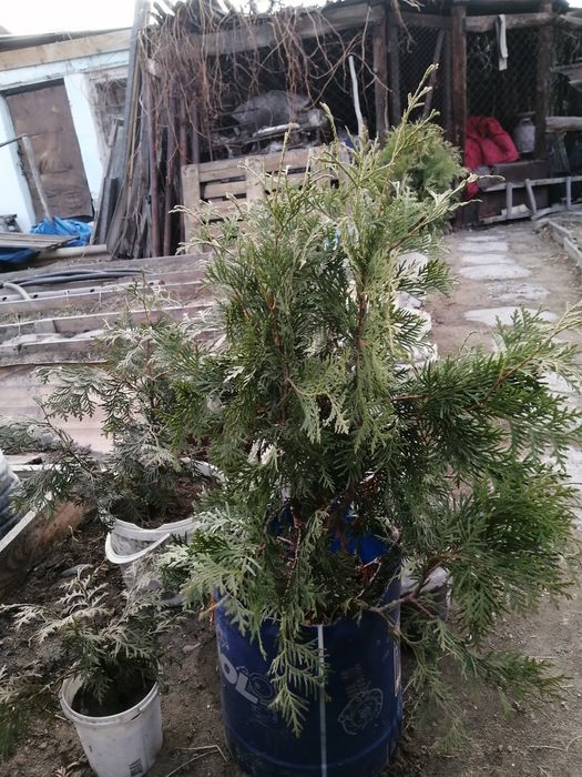 Продам молодую тую