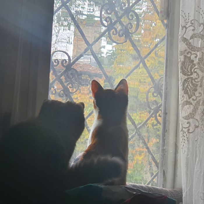 Pisică tânără pentru curte – Brăila (NU apartament)