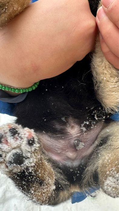 күшік тегін тегін