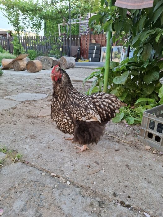 Ouă proaspete de la găini crescute natural