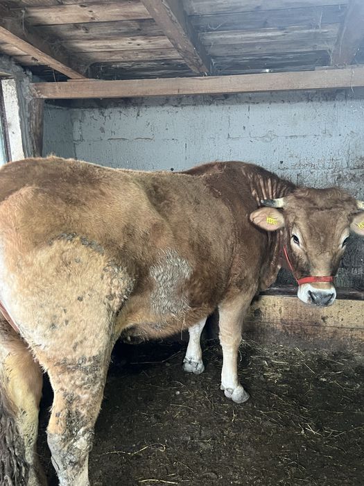 Vaca Limousine o singura fatare