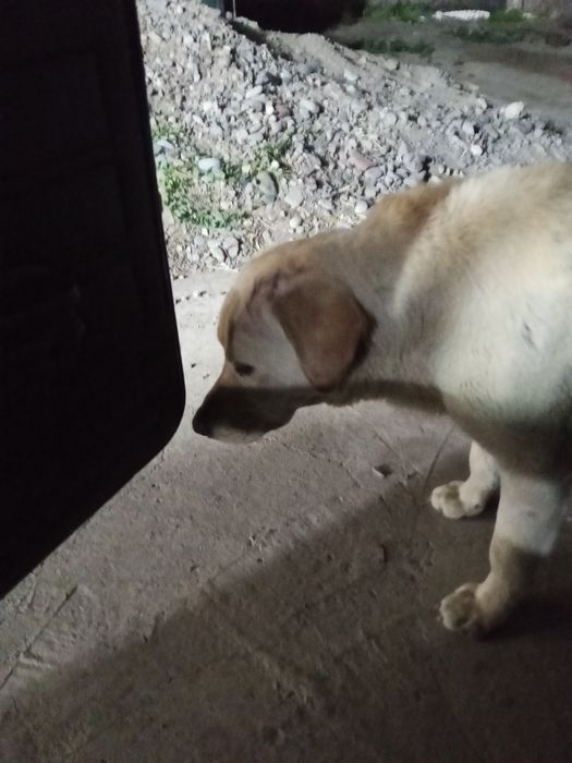 Лаблодор ретривер вязка