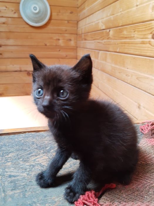 Donație, adopție pisici micuțe