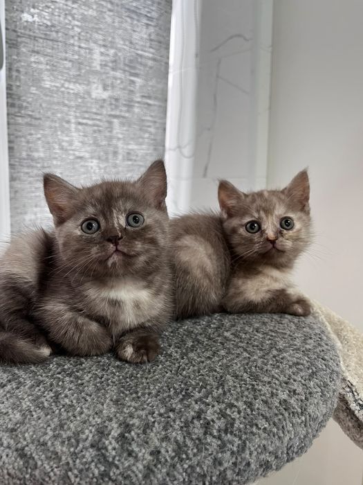 Котята шотландские