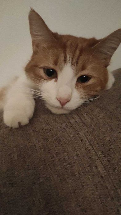 Отдам кошку в хорошие руки.