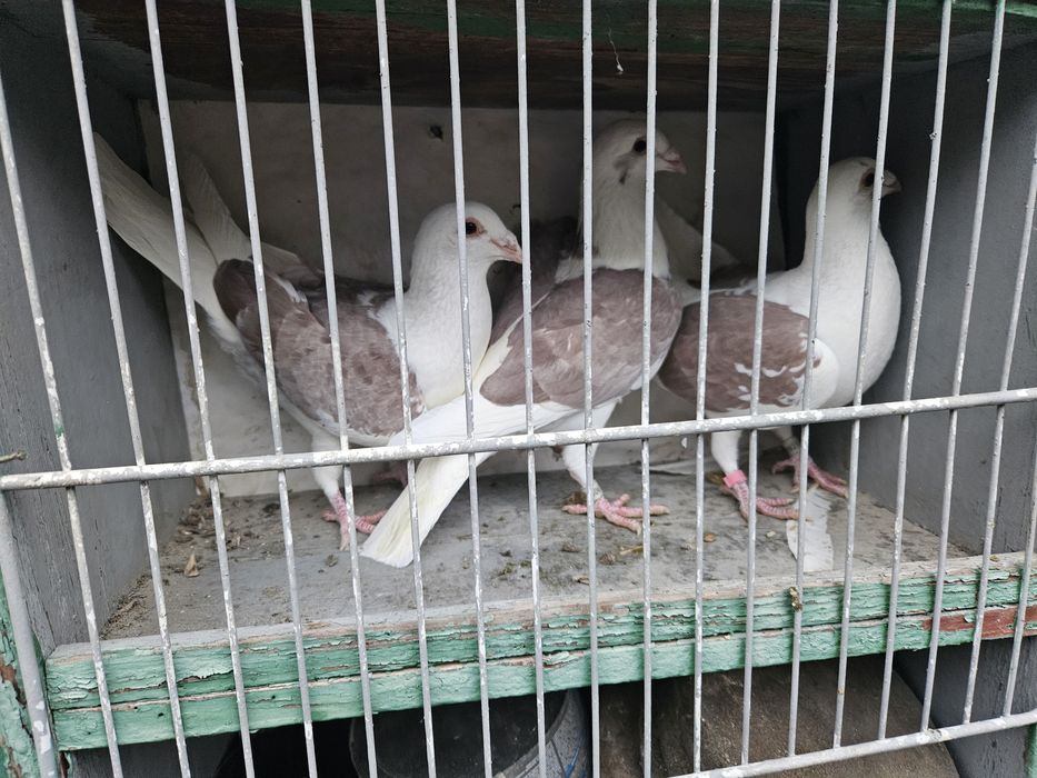 Porumbei voiajori capaciti pe rosu