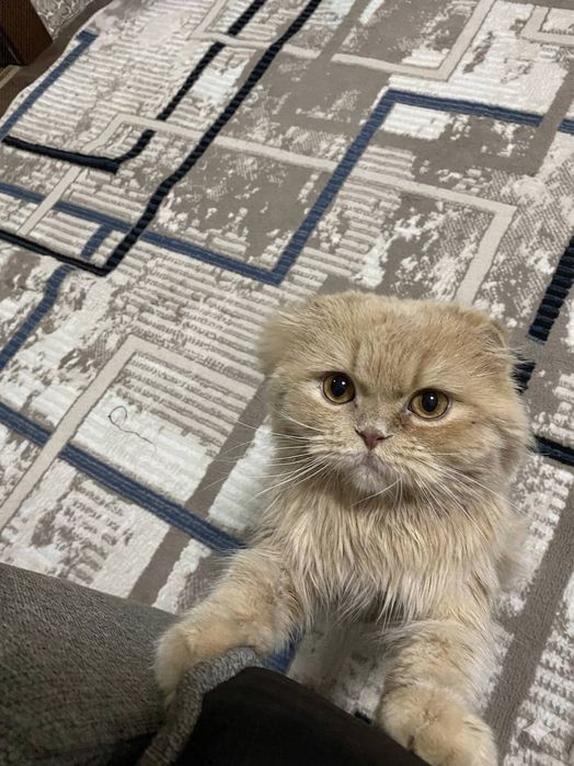 Scottish Fold mushukcha sotiladi!