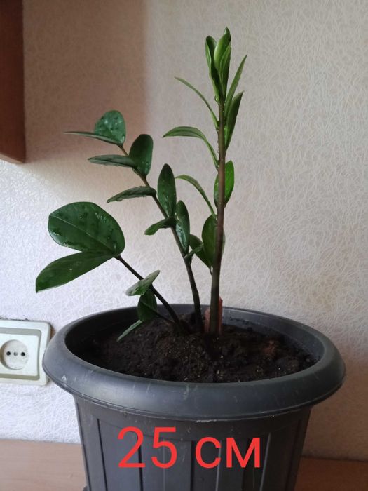 Цветок Замиокулькас