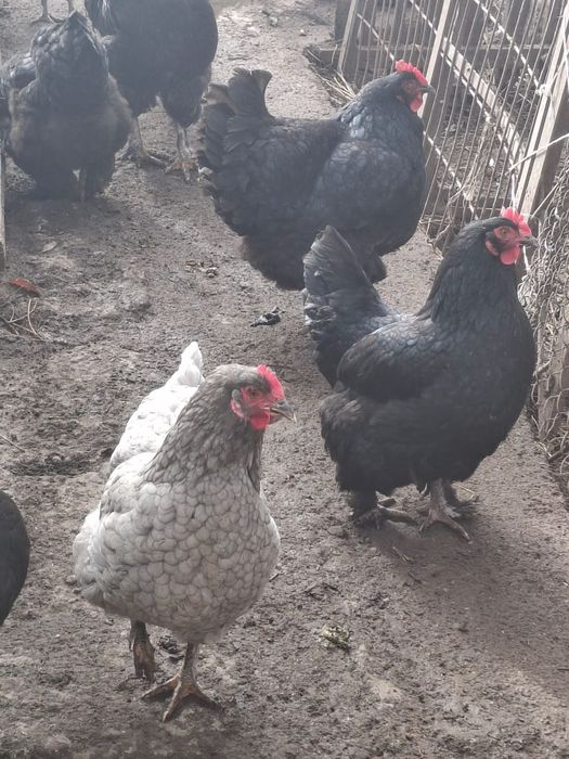Куры и петухи.                 .