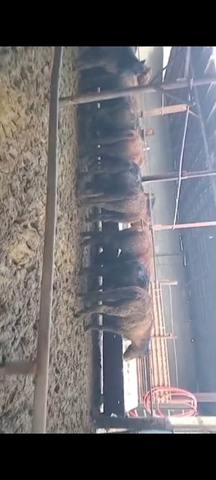 Құнан, таулар откормда тұр сатылады