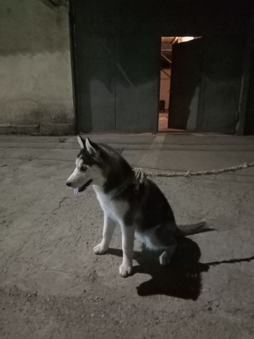 Зотдор кучук сотилади