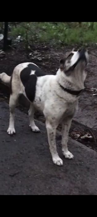 Ит сатылады срочно