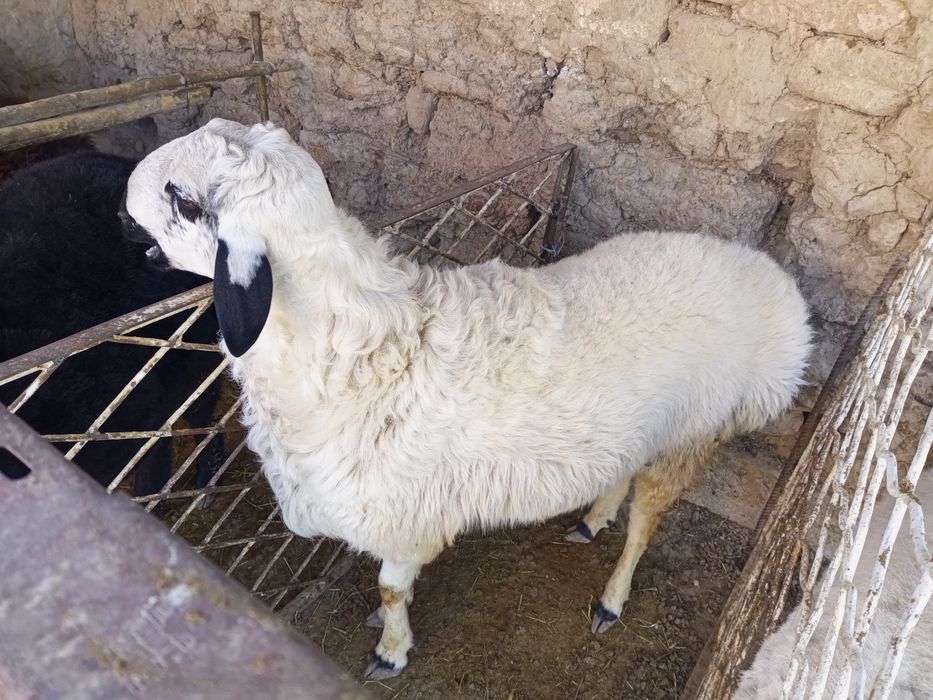 Qo'chqorlar sotiladi