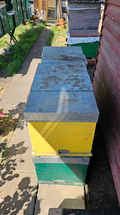 Stup fecundație T3