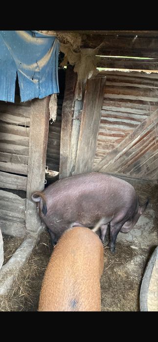 Vând mistreț……….