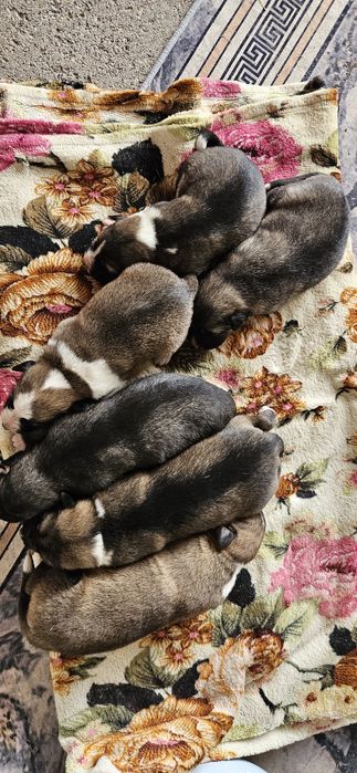 Собаки простые астана