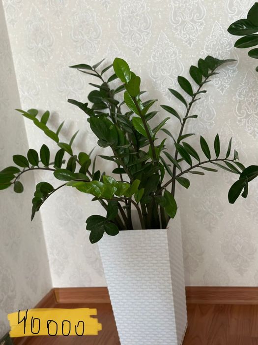 Домашние цветы