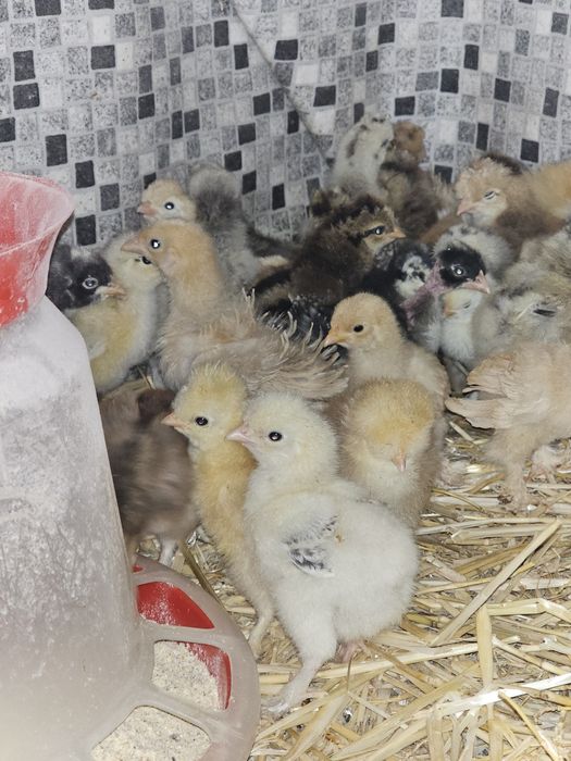 Pui încălțați și moțați sau cochinchina frezați și nefrezați