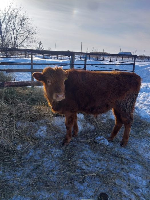 Продам КРС (Бычки, 7 голов)