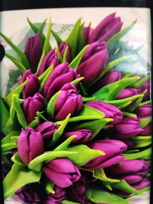 тюльпаны  290тг степногорские