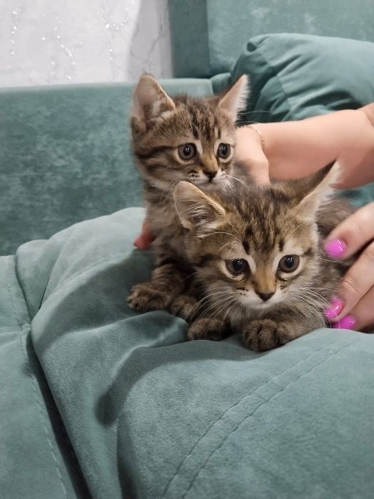 Отдам котят в добрые руки
