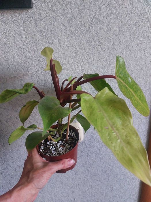 Продам фикус Белиз.
