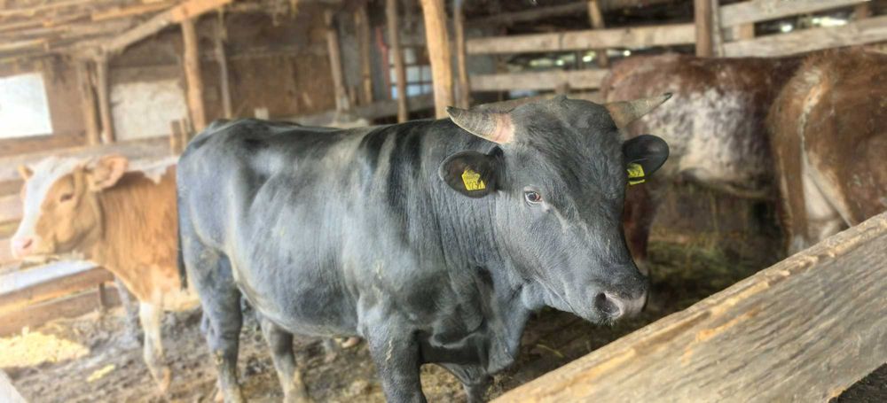 Vând viței de rasă