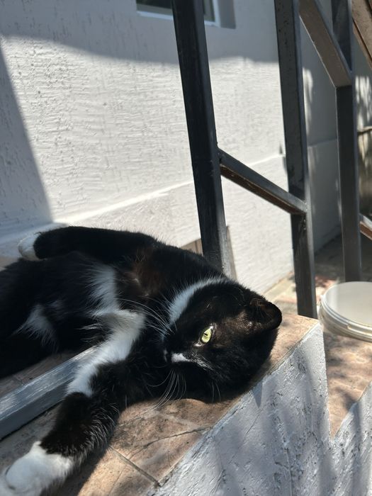 Отдаю шикарного кота
