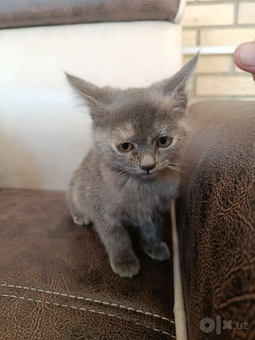 Милая кошечка 2,5 месяца, девочка