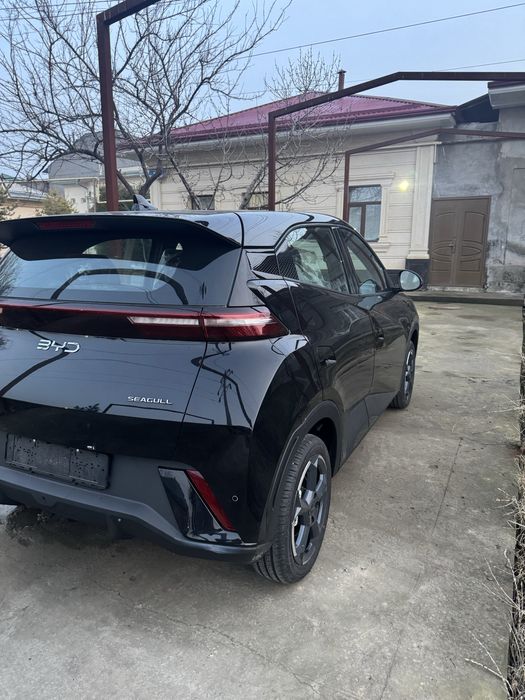 Byd seagull bez prabeg