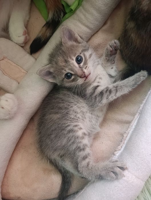 Отдам котят один мальчик 2девочки